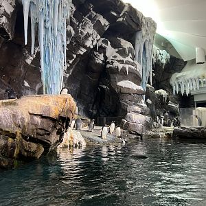 Antarctica: Empire of the Penguin