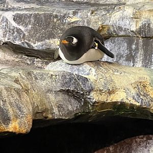Gentoo Penguin
