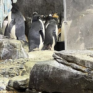 Adelie and Gentoo Penguins