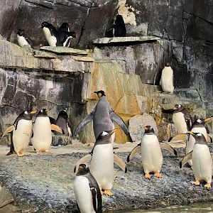 Gentoo and King Penguins