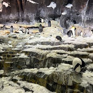 Antarctica: Empire of the Penguin