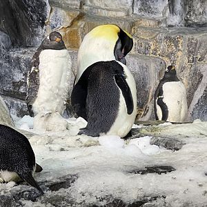 Gentoo and King Penguins