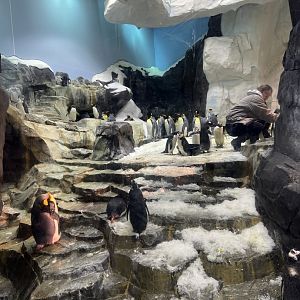 Antarctica: Empire of the Penguin