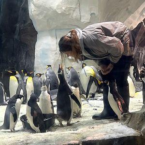 Adelie, Chinstrap, Gentoo, King, and Rockhopper Penguins