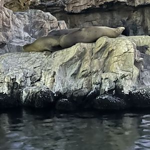 California Sea Lions