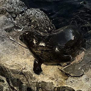 Harbor Seal