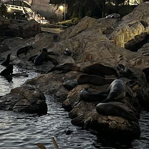 Pacific Point Preserve