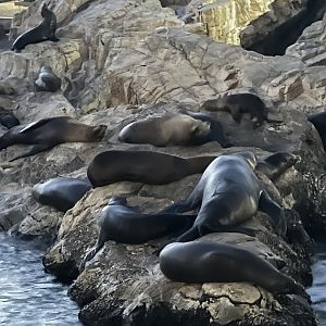 California Sea Lions