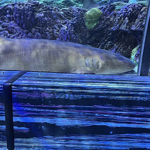 Nurse Shark