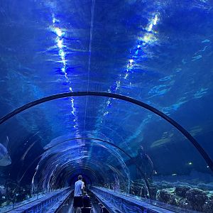 Shark Encounter Tunnel