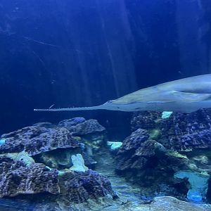 Smalltooth Sawfish