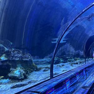 Great Hammerhead Shark