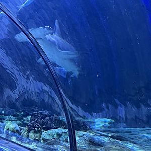 Great Hammerhead Shark