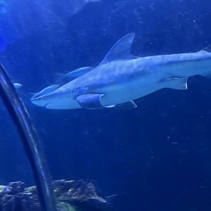 Sandbar Shark
