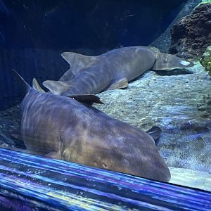 Nurse Sharks
