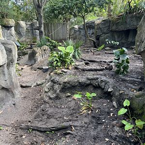 North Saluwesi Babirusa Exhibit
