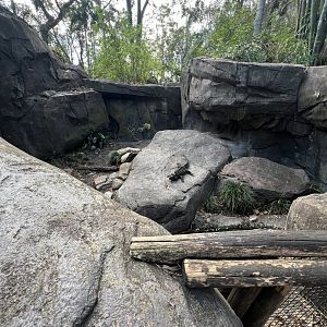 Rhinoceros Iguana Exhibit