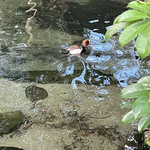 Waterfowl at Disney’s Animal Kingdom