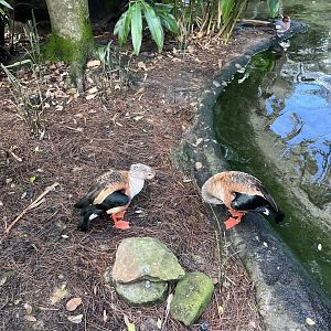 Waterfowl at Disney’s Animal Kingdom