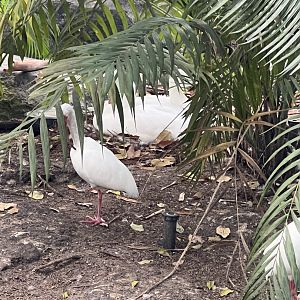 Waterfowl at Disney’s Animal Kingdom