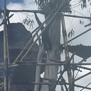 White-Cheeked Gibbon