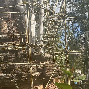 White-Cheeked Gibbon