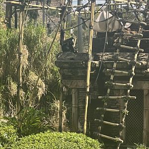 White-Cheeked Gibbon