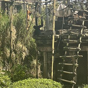 White-Cheeked Gibbons