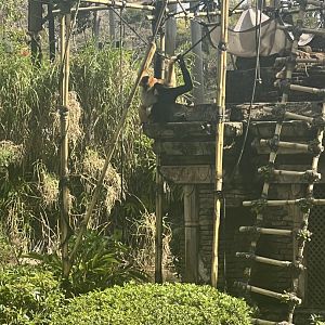 White-Cheeked Gibbons