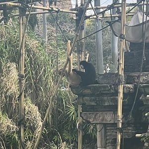 White-Cheeked Gibbons