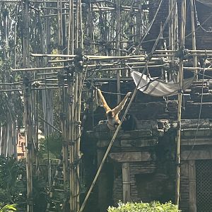 White-Cheeked Gibbons