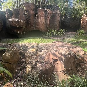 Komodo Dragon Exhibit