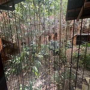 Malayan Flying Fox Exhibit