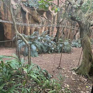 Malayan Flying Fox Exhibit