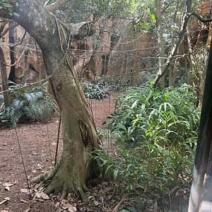 Malayan Flying Fox Exhibit