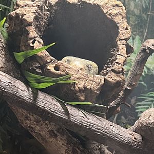 Solomon Islands Prehensile-Tailed Skink