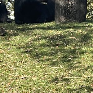 Asiatic Water Buffalo