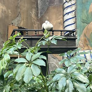 Pied Imperial Pigeon