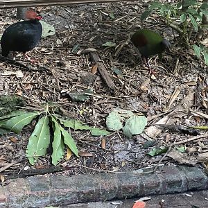 Crested Wood Partridges