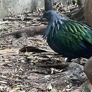 Nicobar Pigeon