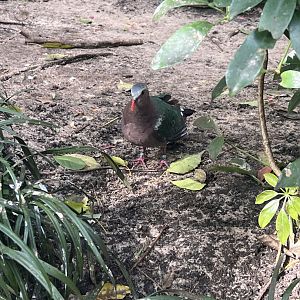 Common Emerald Dove
