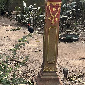 Crested Wood Partridges