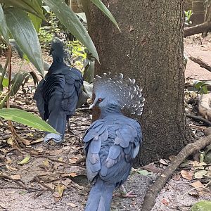 Victoria Crowned Pigeons