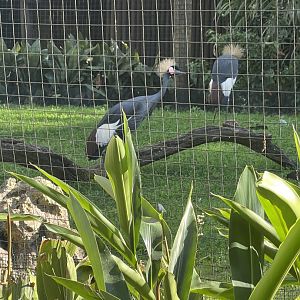Black Crowned Cranes