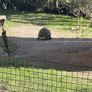 Radiated Tortoise