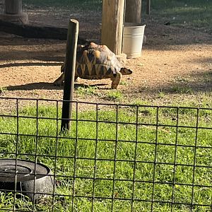 Radiated Tortoise