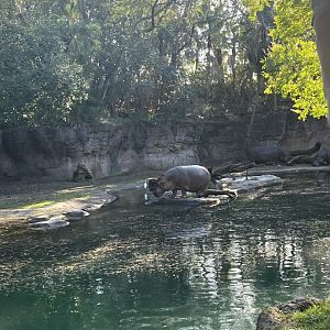 Hippopotamus