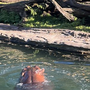 Hippopotamus