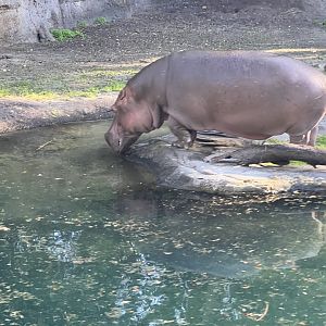 Hippopotamus