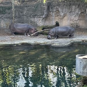 Hippopotamuses